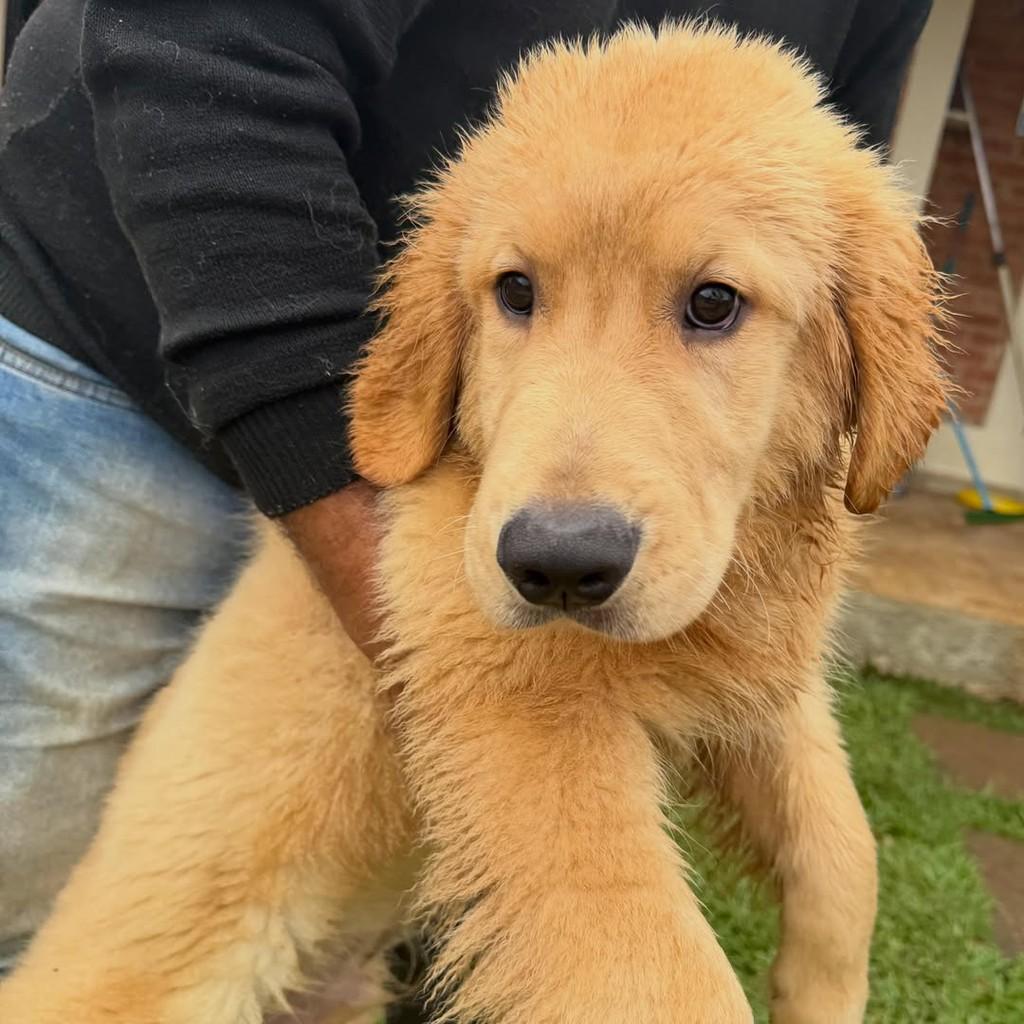 Benjamin, cachorro de porte grande para adoção em Vargem Grande Paulista - SP — foto 2 de 5