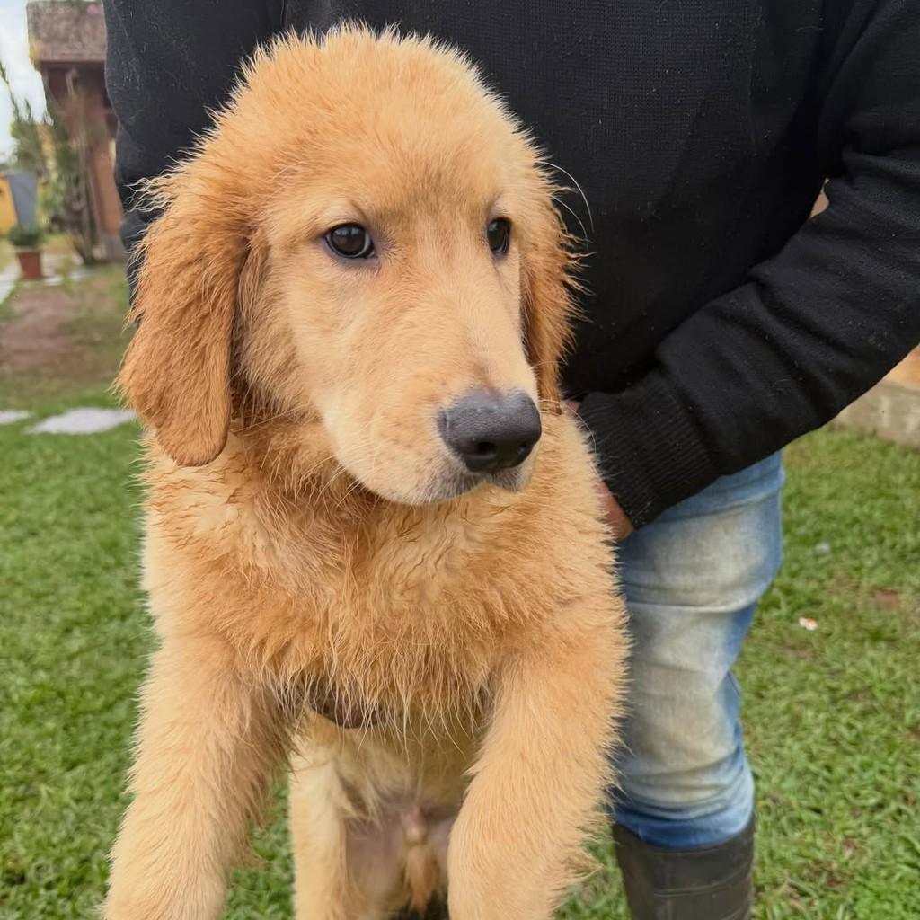 Benjamin, cachorro de porte grande para adoção em Vargem Grande Paulista - SP — foto 3 de 5