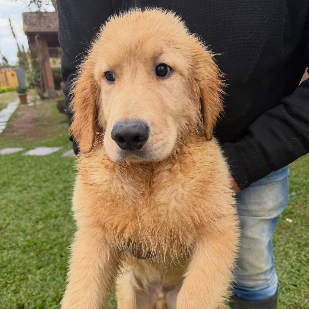 Benjamin, cachorro de porte grande para adoção em Vargem Grande Paulista - SP — foto 4 de 5