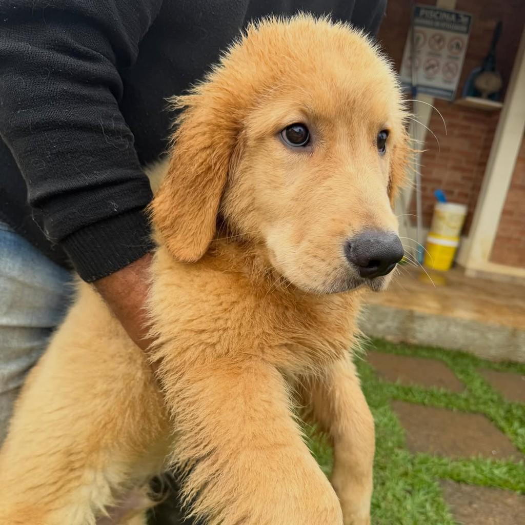 Benjamin, cachorro de porte grande para adoção em Vargem Grande Paulista - SP — foto 5 de 5