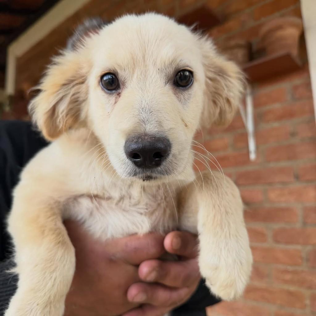 Tico, cachorro de porte médio para adoção em Ibiúna - SP