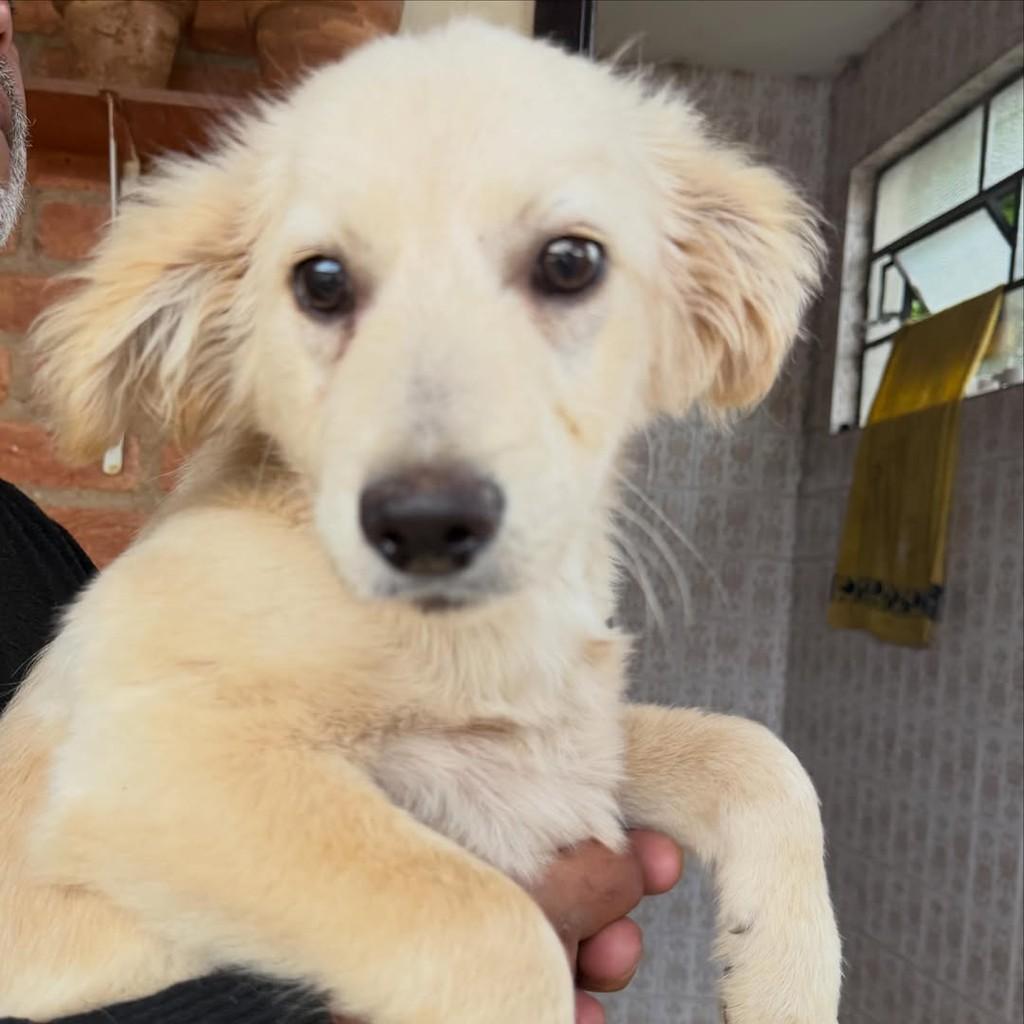 Tico, cachorro de porte médio para adoção em Ibiúna - SP — foto 2 de 3