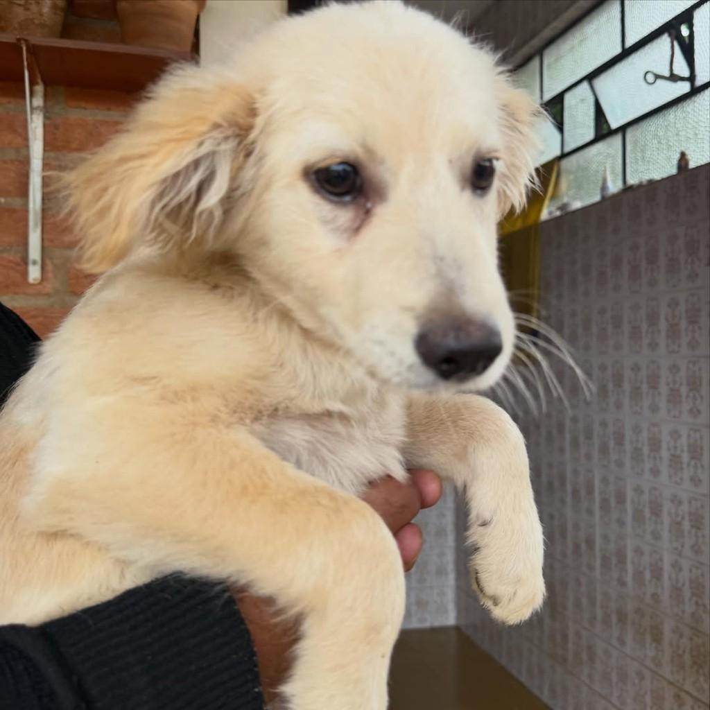 Tico, cachorro de porte médio para adoção em Ibiúna - SP — foto 3 de 3