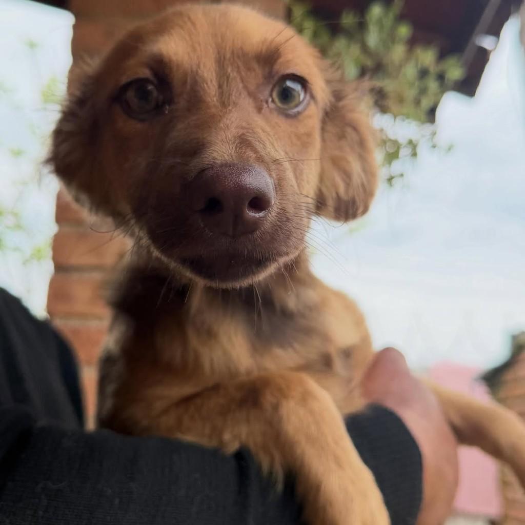 Teco, cachorro de porte médio para adoção em Ibiúna - SP — foto 2 de 5