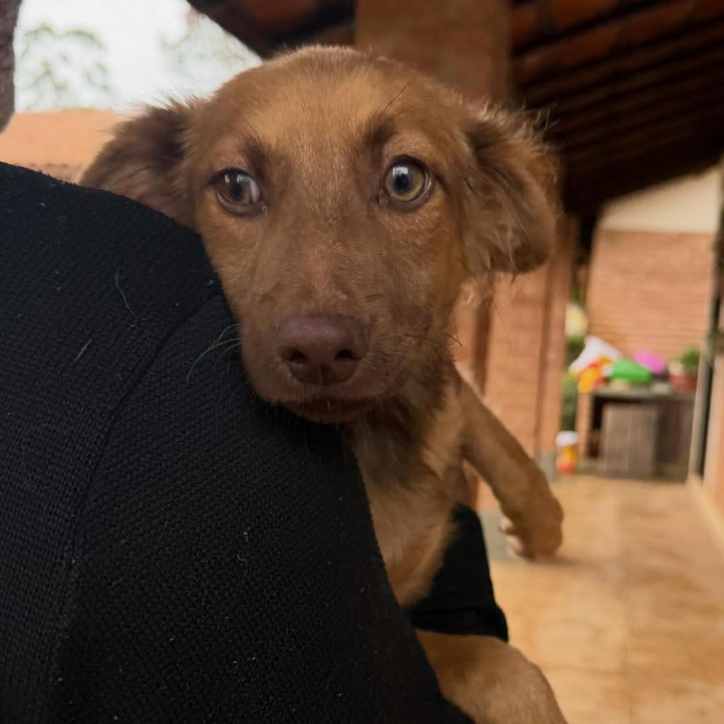 Teco, cachorro de porte médio para adoção em Ibiúna - SP — foto 3 de 5