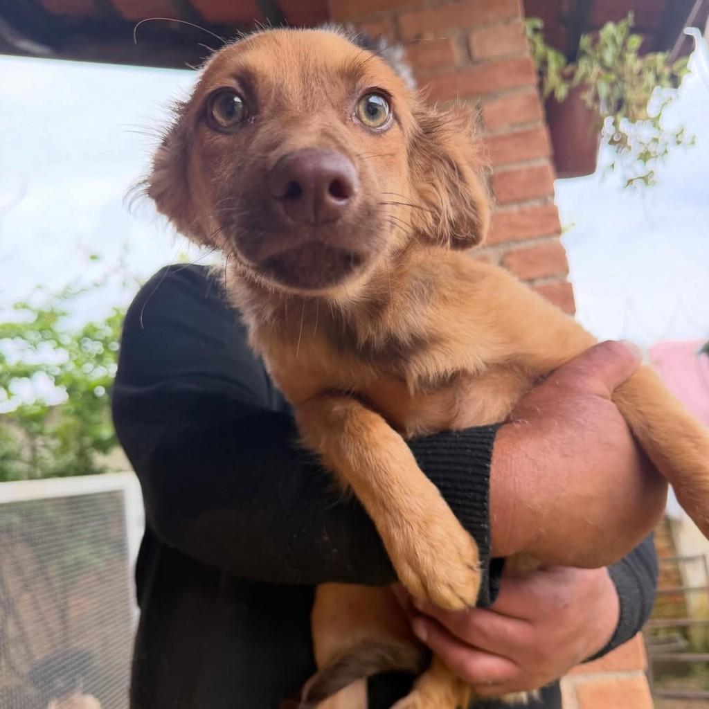 Teco, cachorro de porte médio para adoção em Ibiúna - SP — foto 4 de 5
