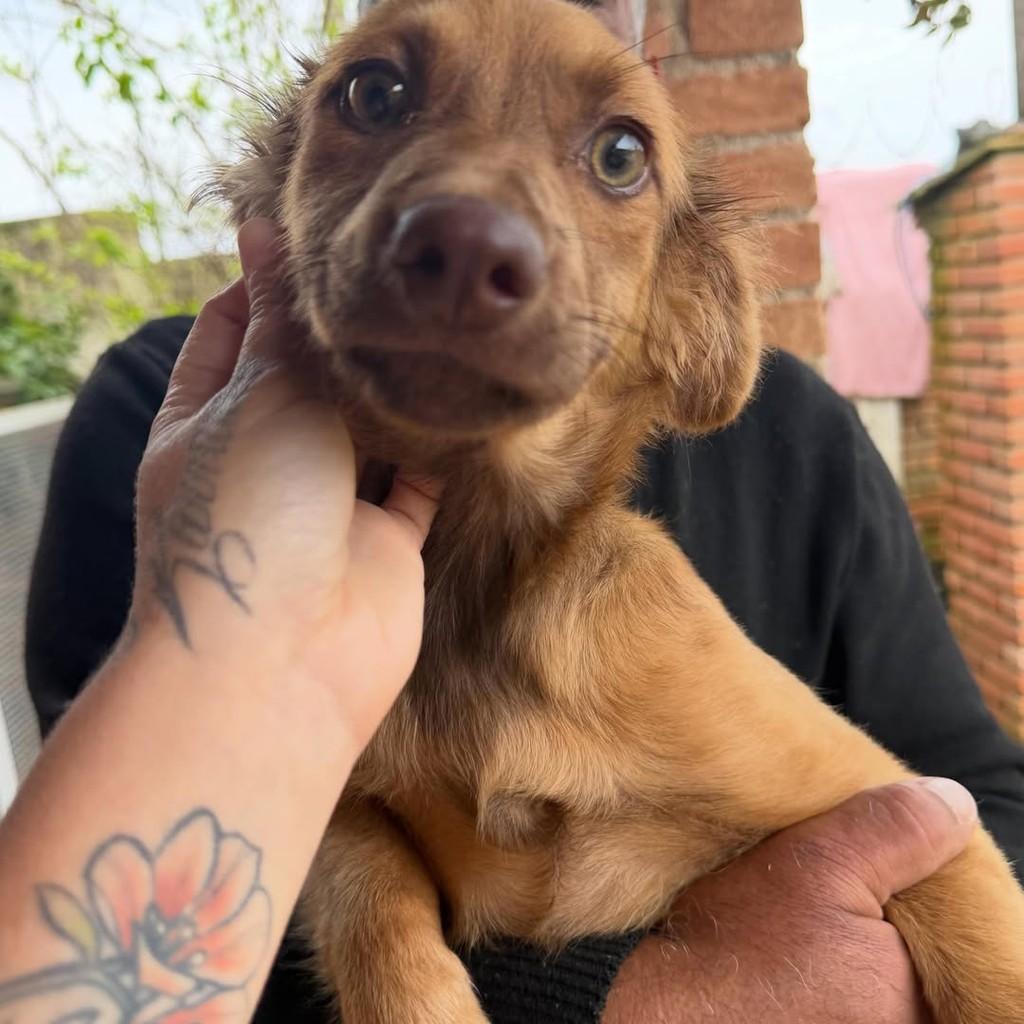 Teco, cachorro de porte médio para adoção em Ibiúna - SP — foto 5 de 5