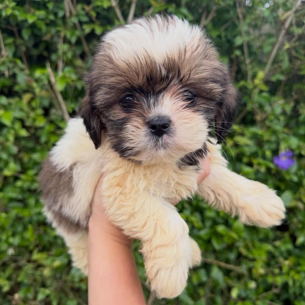 Josh, cachorro de porte pequeno para adoção em Ibiúna - SP