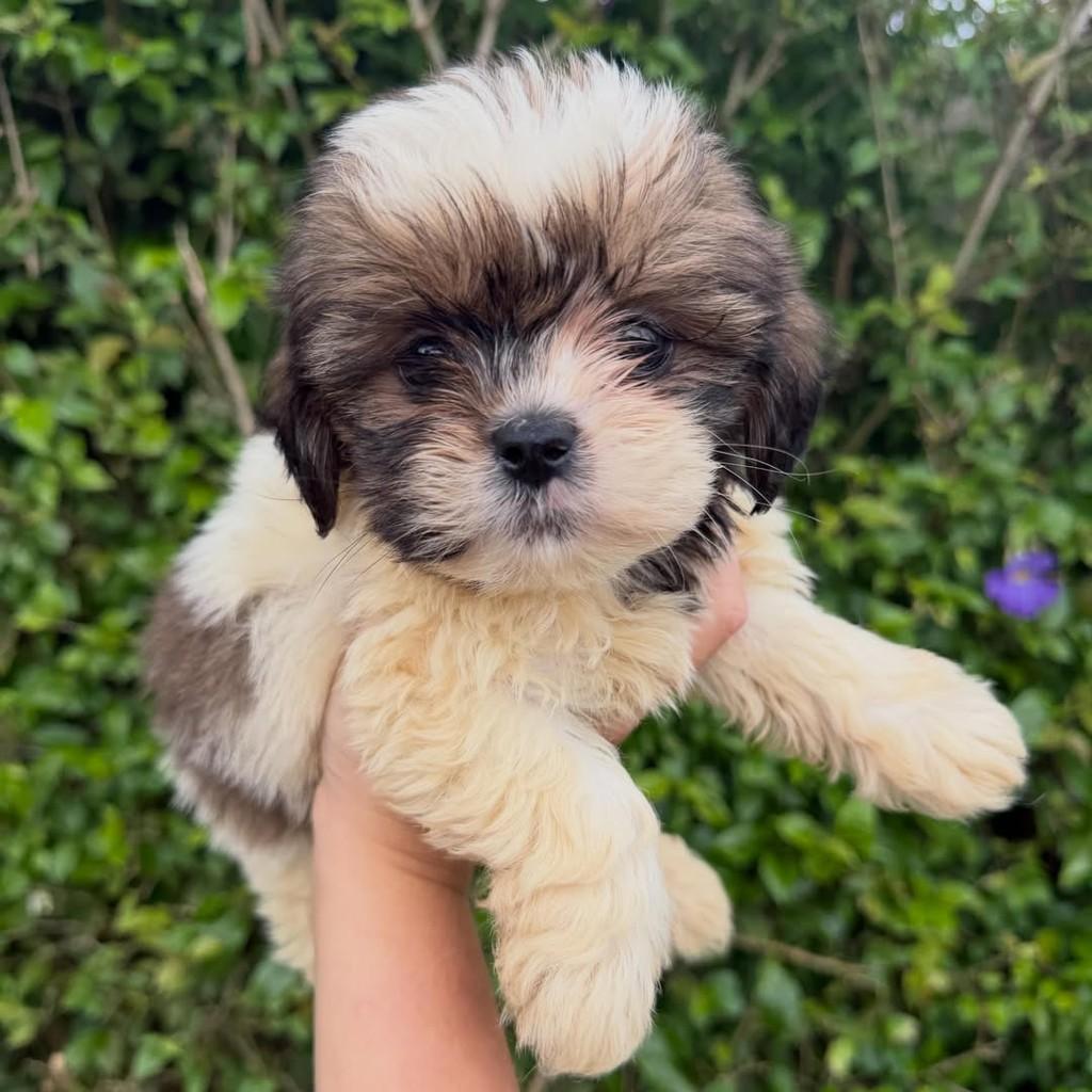 Josh, cachorro de porte pequeno para adoção em Ibiúna - SP — foto 2 de 3