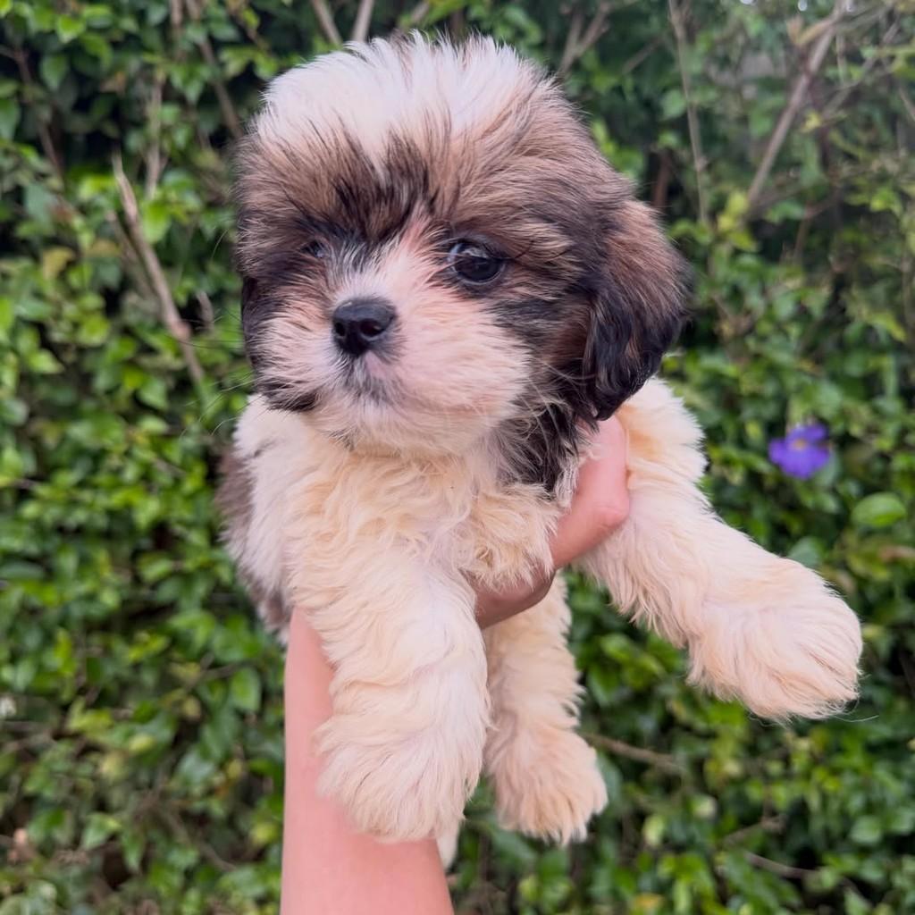 Josh, cachorro de porte pequeno para adoção em Ibiúna - SP — foto 3 de 3