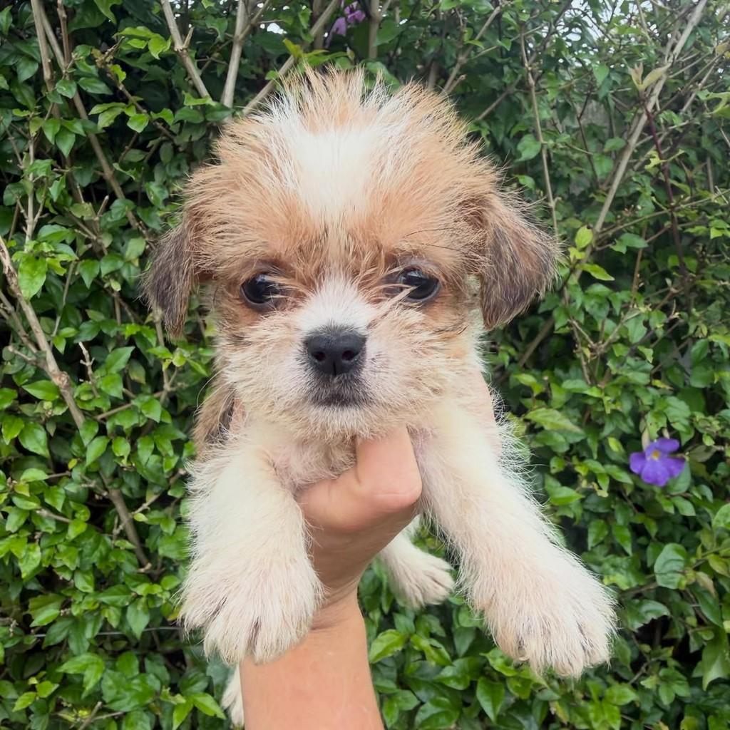 Onofre, cachorro de porte pequeno para adoção em Ibiúna - SP — foto 2 de 5