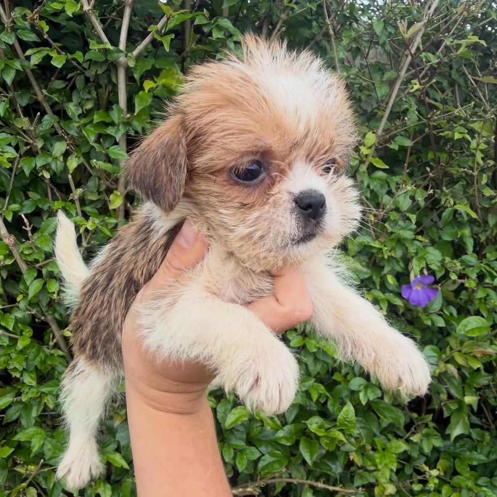 Onofre, cachorro de porte pequeno para adoção em Ibiúna - SP — foto 3 de 5