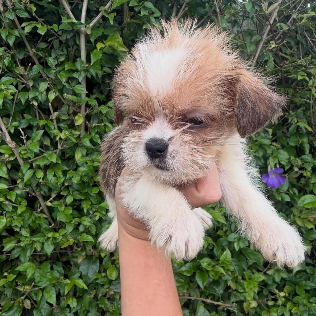 Onofre, cachorro de porte pequeno para adoção em Ibiúna - SP — foto 4 de 5