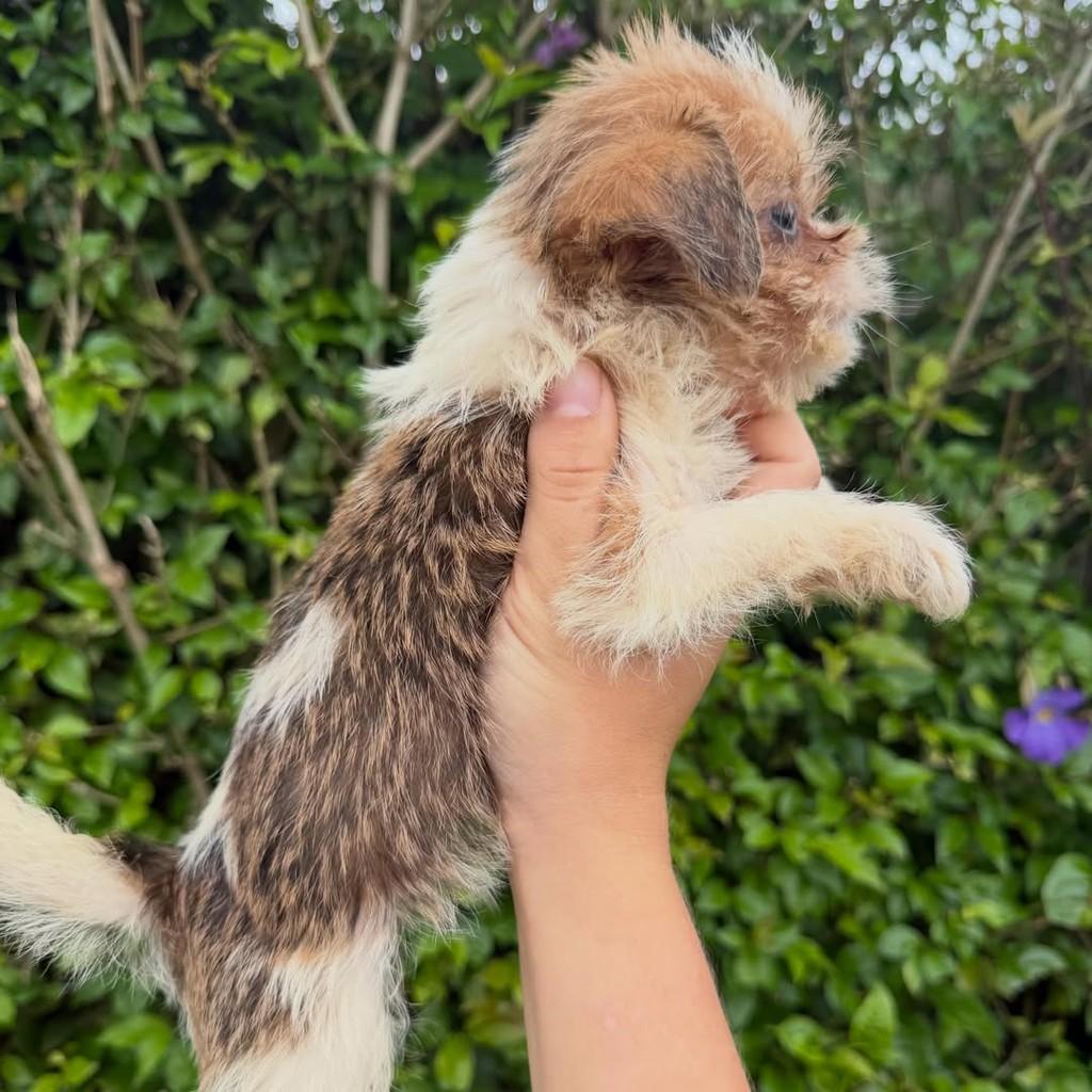Onofre, cachorro de porte pequeno para adoção em Ibiúna - SP — foto 5 de 5