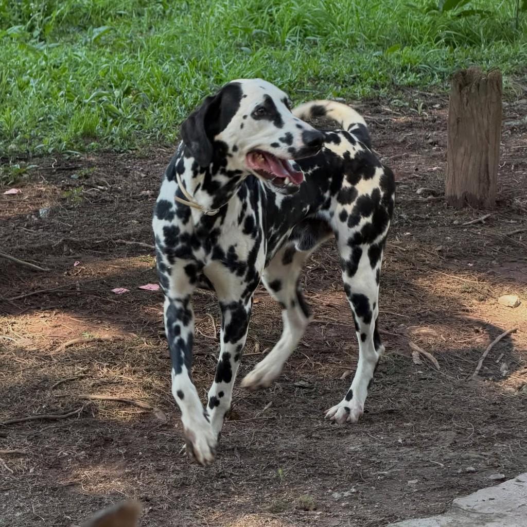 Martim, cachorro de porte grande para adoção em Ibiúna - SP — foto 2 de 6