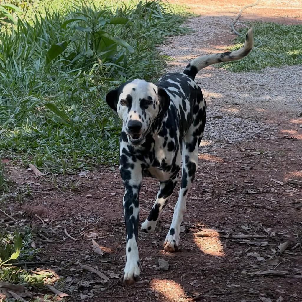 Martim, cachorro de porte grande para adoção em Ibiúna - SP — foto 3 de 6