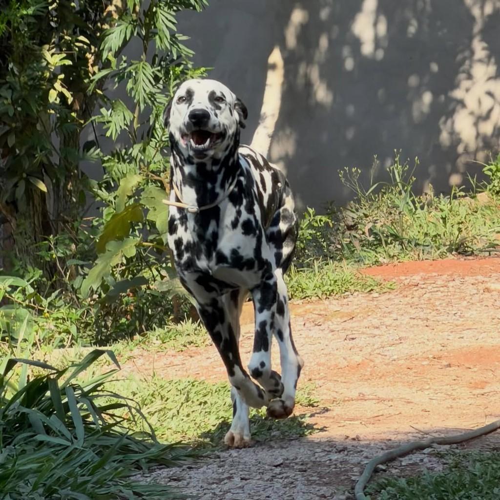 Martim, cachorro de porte grande para adoção em Ibiúna - SP — foto 4 de 6
