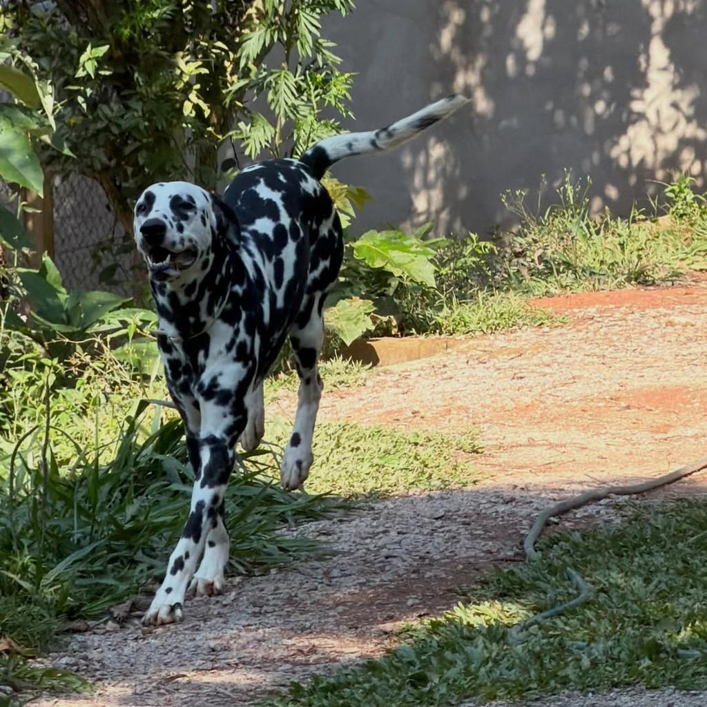 Martim, cachorro de porte grande para adoção em Ibiúna - SP — foto 5 de 6