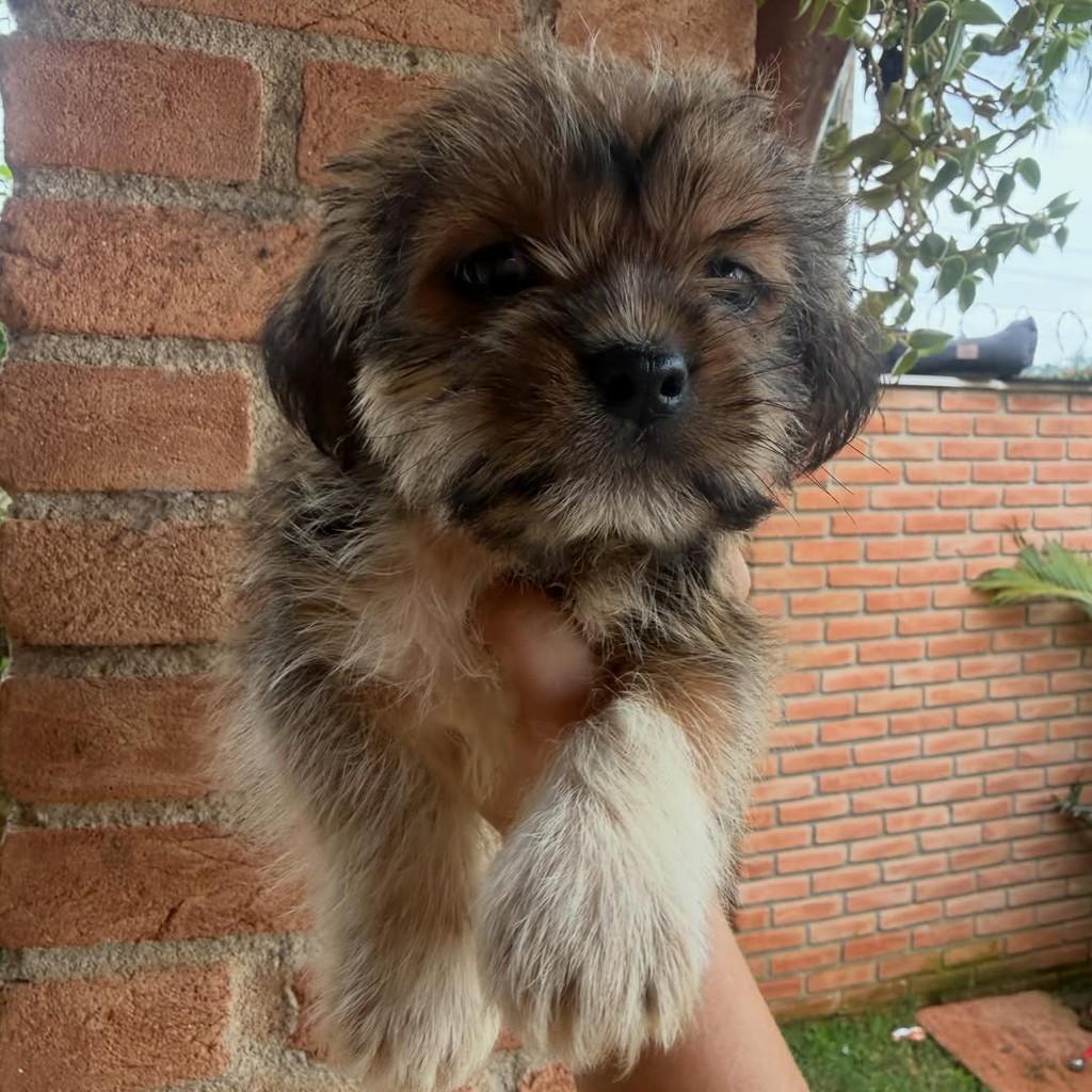 Firmino, cachorro de porte pequeno para adoção em Ibiúna - SP