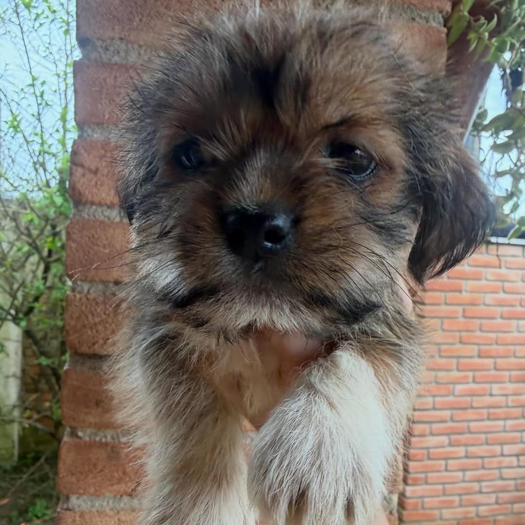 Firmino, cachorro de porte pequeno para adoção em Ibiúna - SP — foto 2 de 2