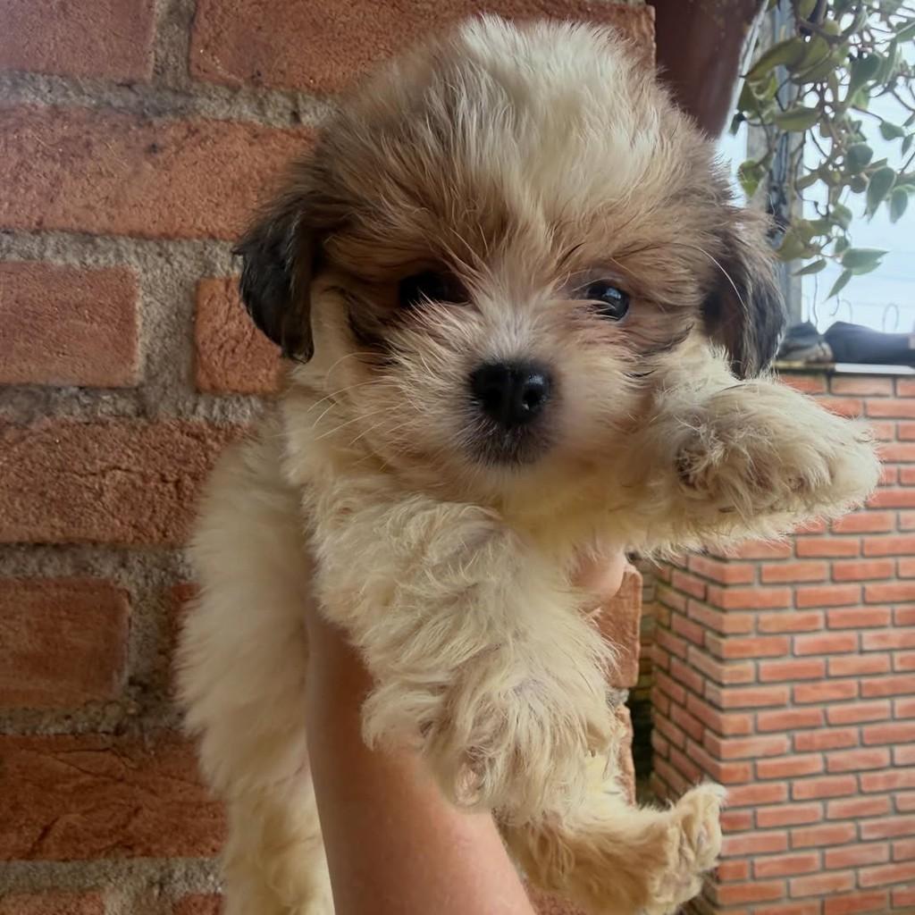 Lavinia, cadela de porte pequeno para adoção em Ibiúna - SP