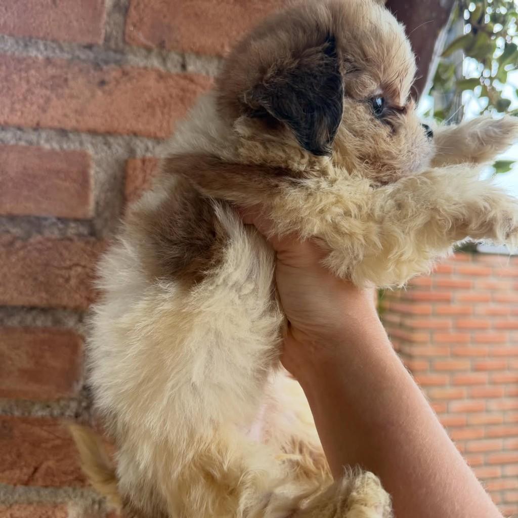 Lavinia, cadela de porte pequeno para adoção em Ibiúna - SP — foto 3 de 3