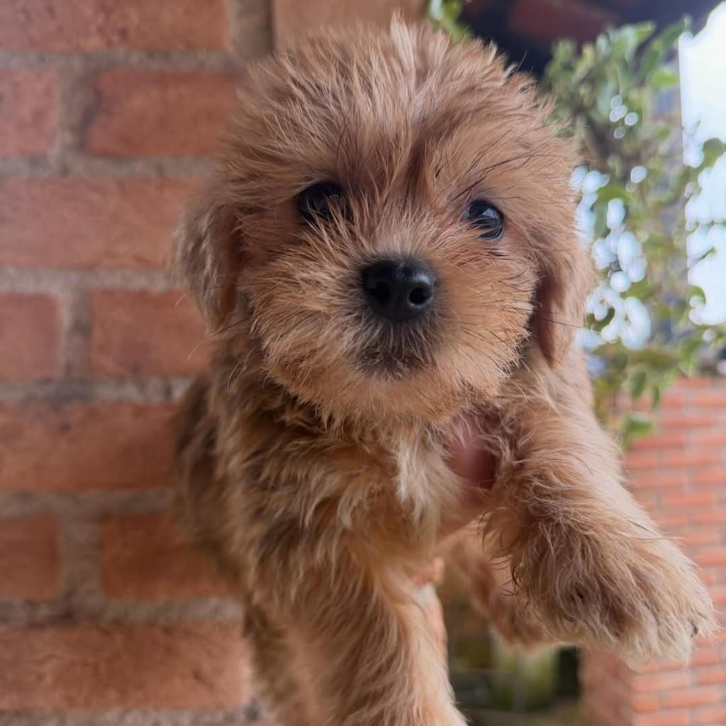 Gumercindo, cachorro de porte pequeno para adoção em Ibiúna - SP — foto 2 de 4