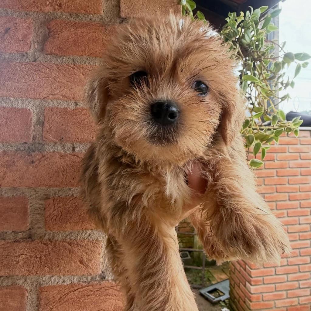Gumercindo, cachorro de porte pequeno para adoção em Ibiúna - SP — foto 3 de 4