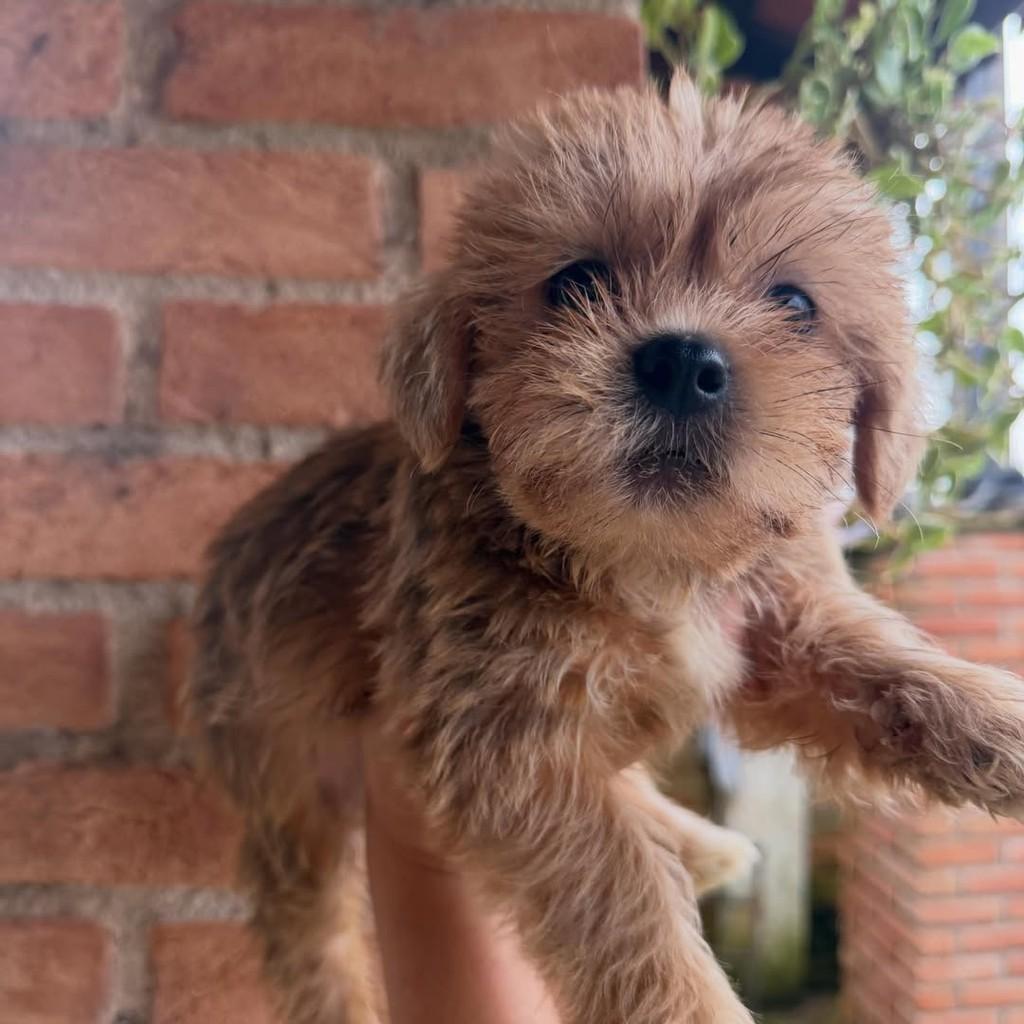 Gumercindo, cachorro de porte pequeno para adoção em Ibiúna - SP — foto 4 de 4