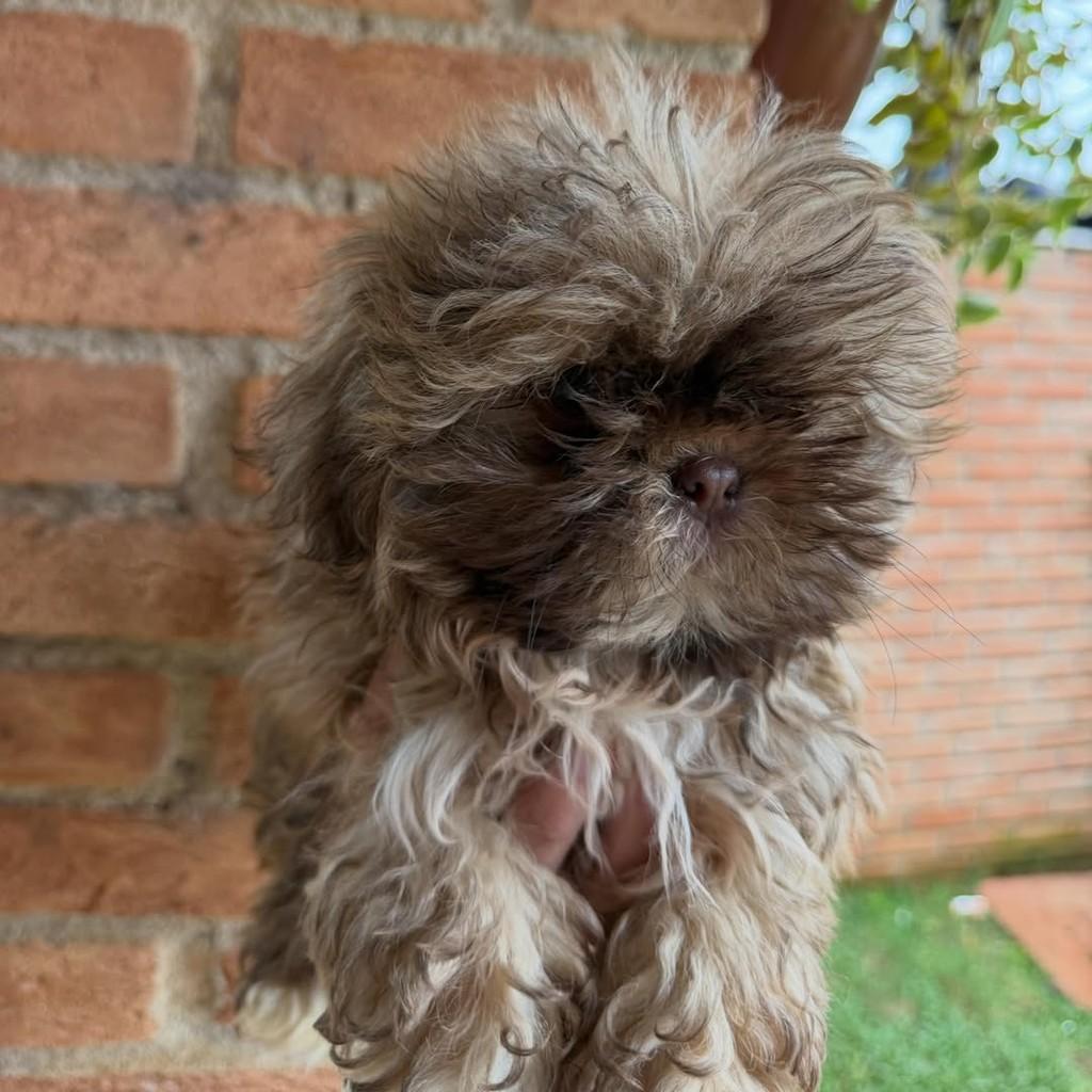 Nestor, cachorro de porte pequeno para adoção em Vargem Grande Paulista - SP