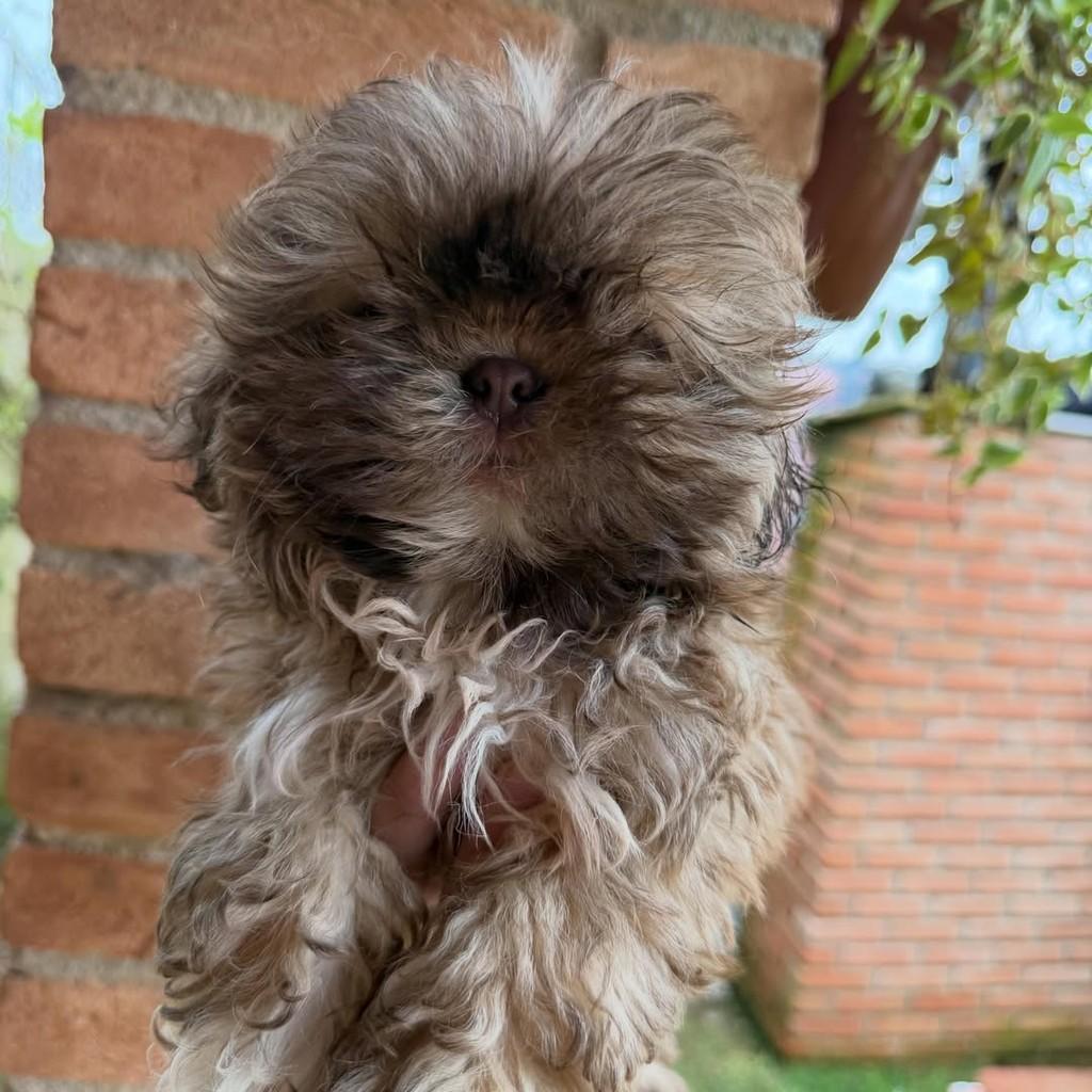 Nestor, cachorro de porte pequeno para adoção em Vargem Grande Paulista - SP — foto 2 de 4