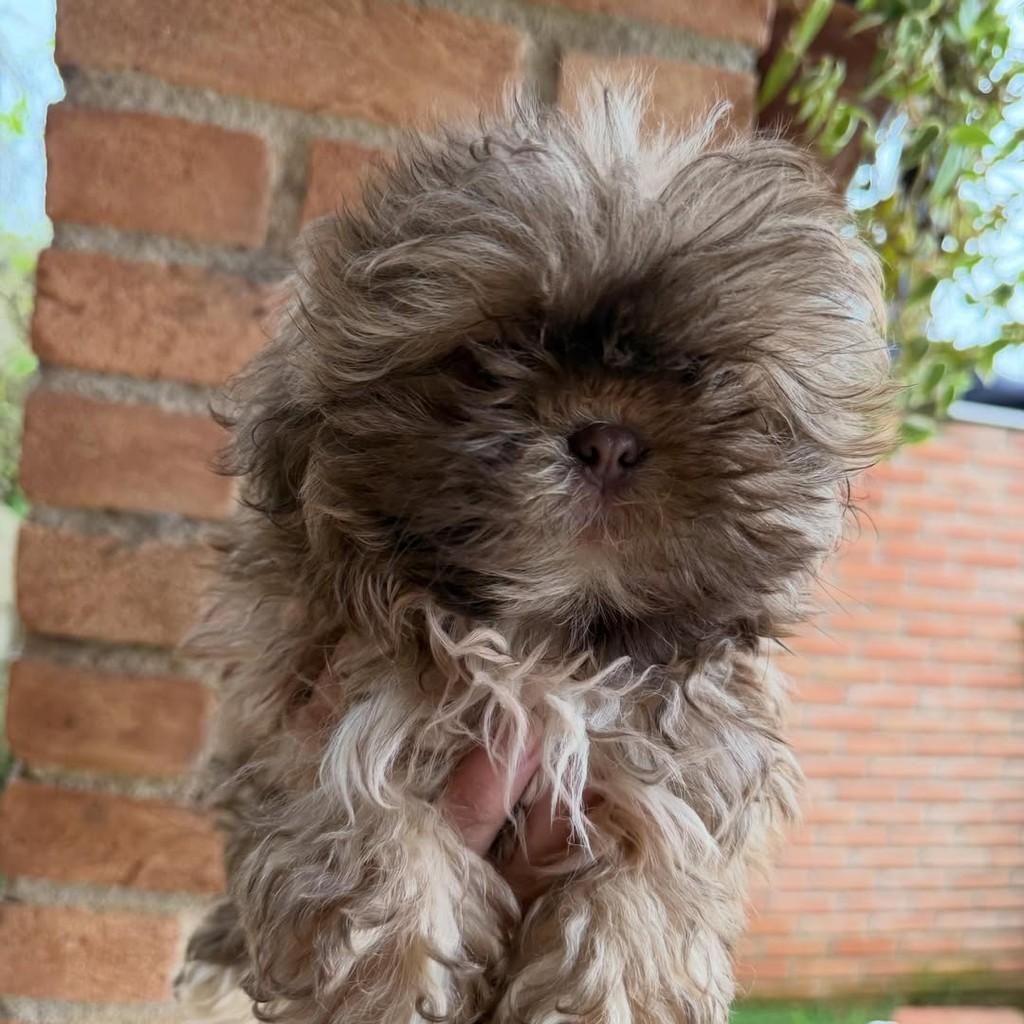 Nestor, cachorro de porte pequeno para adoção em Vargem Grande Paulista - SP — foto 3 de 4