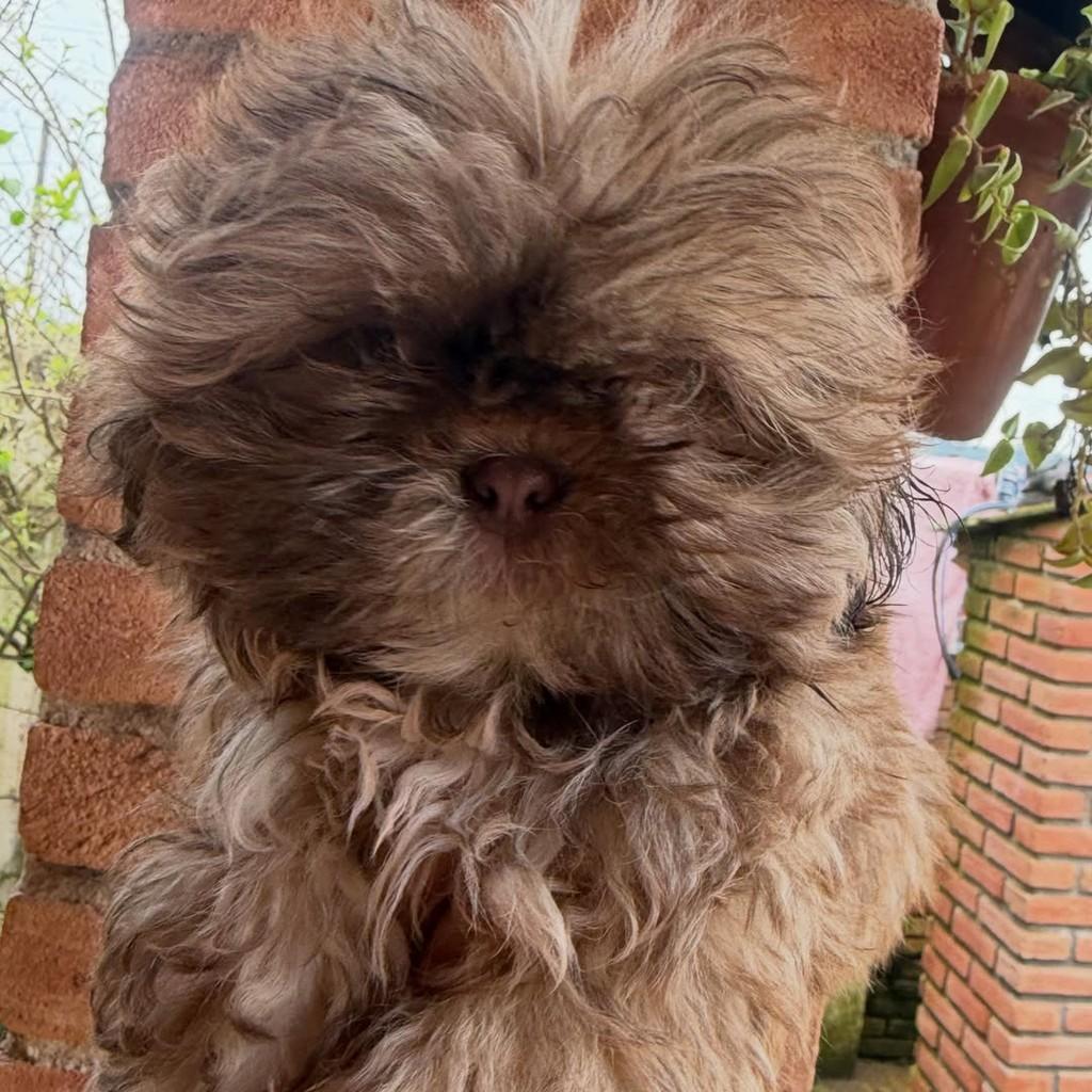 Nestor, cachorro de porte pequeno para adoção em Vargem Grande Paulista - SP — foto 4 de 4