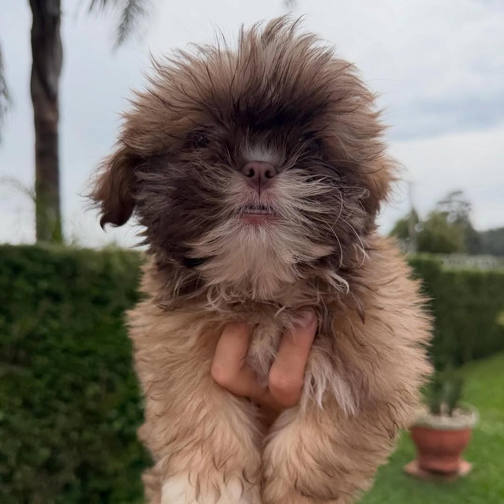 Godofredo, cachorro de porte pequeno para adoção em Vargem Grande Paulista - SP — foto 2 de 5