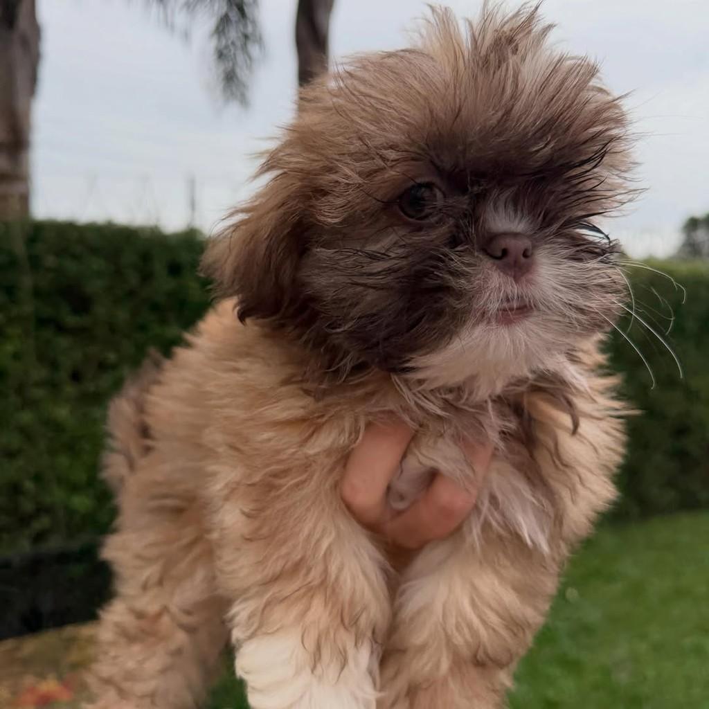 Godofredo, cachorro de porte pequeno para adoção em Vargem Grande Paulista - SP — foto 3 de 5
