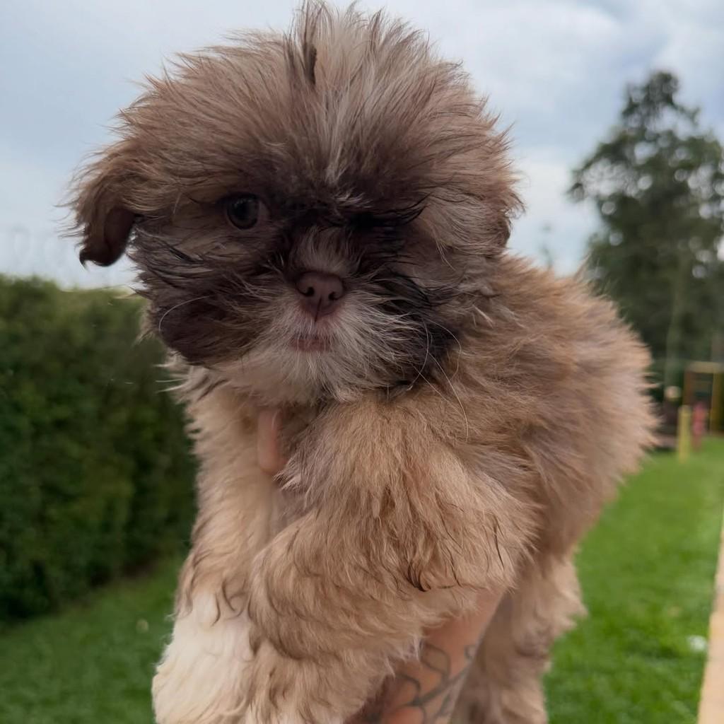 Godofredo, cachorro de porte pequeno para adoção em Vargem Grande Paulista - SP — foto 4 de 5