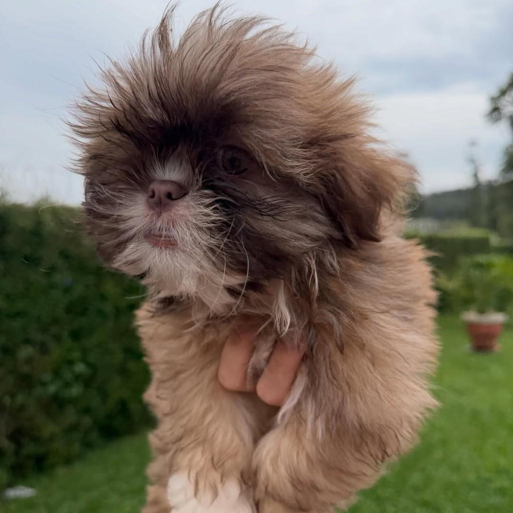 Godofredo, cachorro de porte pequeno para adoção em Vargem Grande Paulista - SP — foto 5 de 5