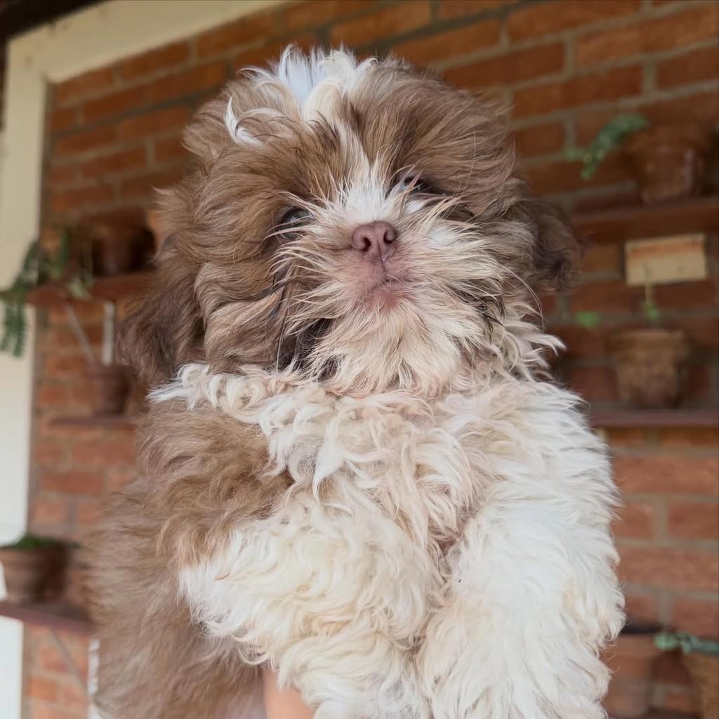 Tibúrcio, cachorro de porte pequeno para adoção em Vargem Grande Paulista - SP