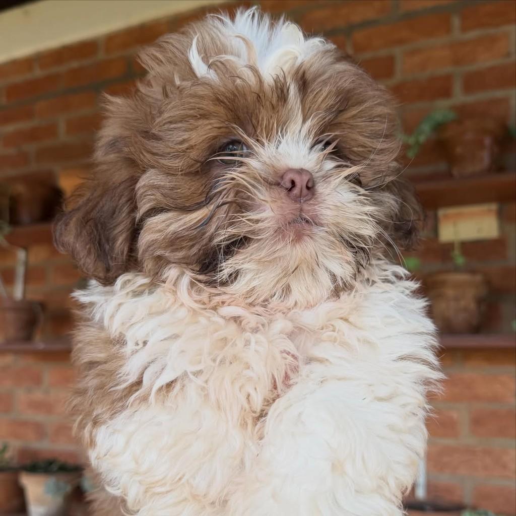 Tibúrcio, cachorro de porte pequeno para adoção em Vargem Grande Paulista - SP — foto 2 de 6
