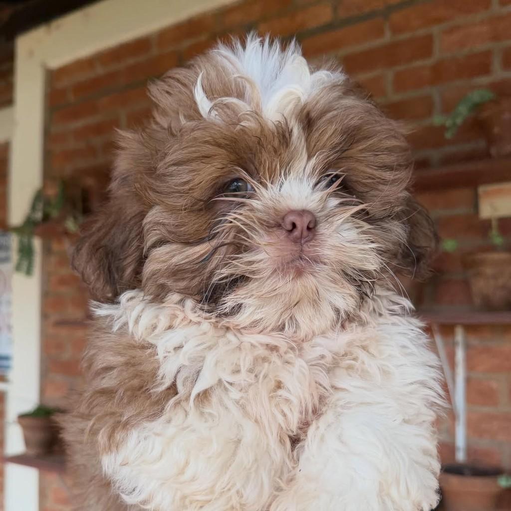 Tibúrcio, cachorro de porte pequeno para adoção em Vargem Grande Paulista - SP — foto 3 de 6