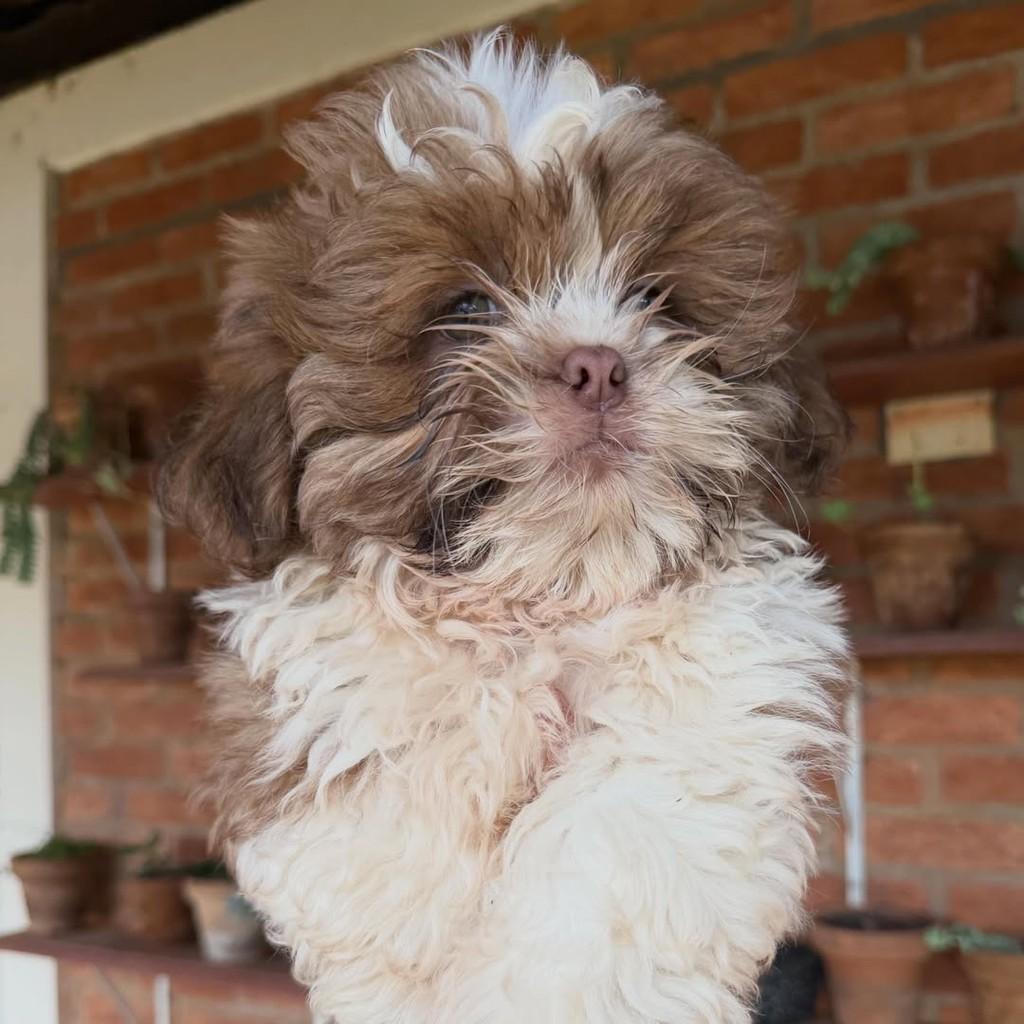 Tibúrcio, cachorro de porte pequeno para adoção em Vargem Grande Paulista - SP — foto 4 de 6