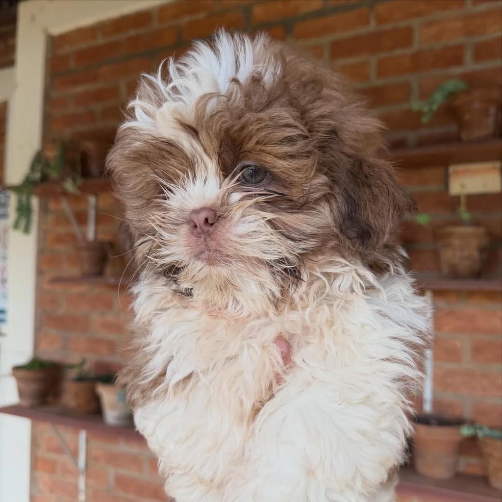 Tibúrcio, cachorro de porte pequeno para adoção em Vargem Grande Paulista - SP — foto 5 de 6