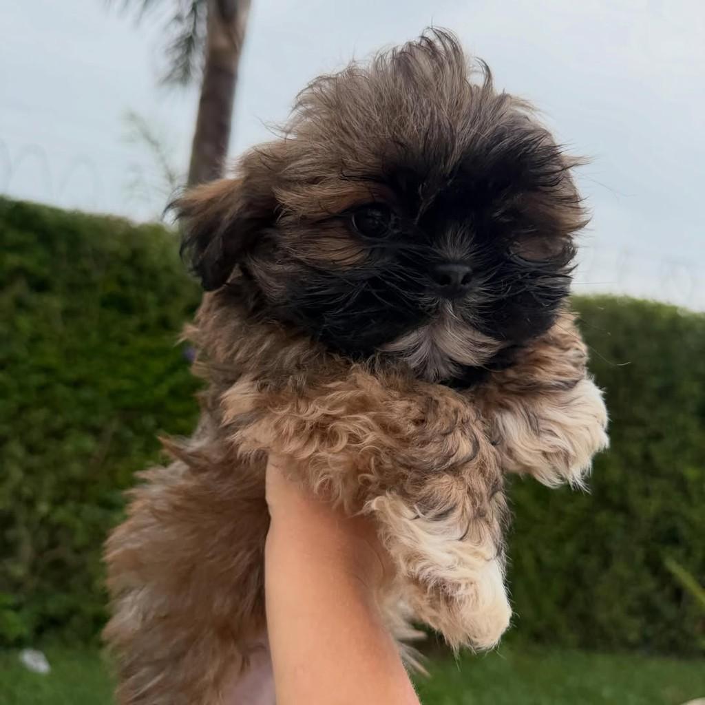 Jerônimo, cachorro de porte pequeno para adoção em Vargem Grande Paulista - SP