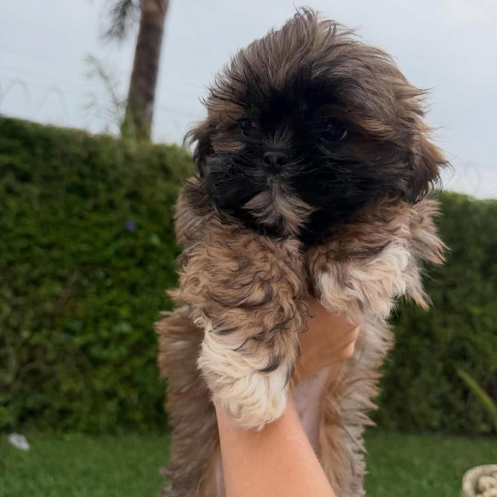 Jerônimo, cachorro de porte pequeno para adoção em Vargem Grande Paulista - SP — foto 2 de 3
