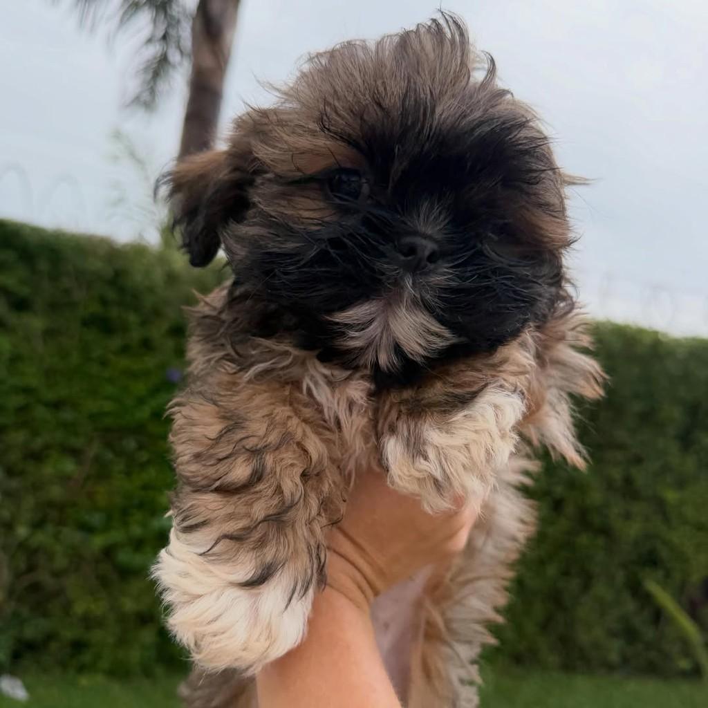 Jerônimo, cachorro de porte pequeno para adoção em Vargem Grande Paulista - SP — foto 3 de 3