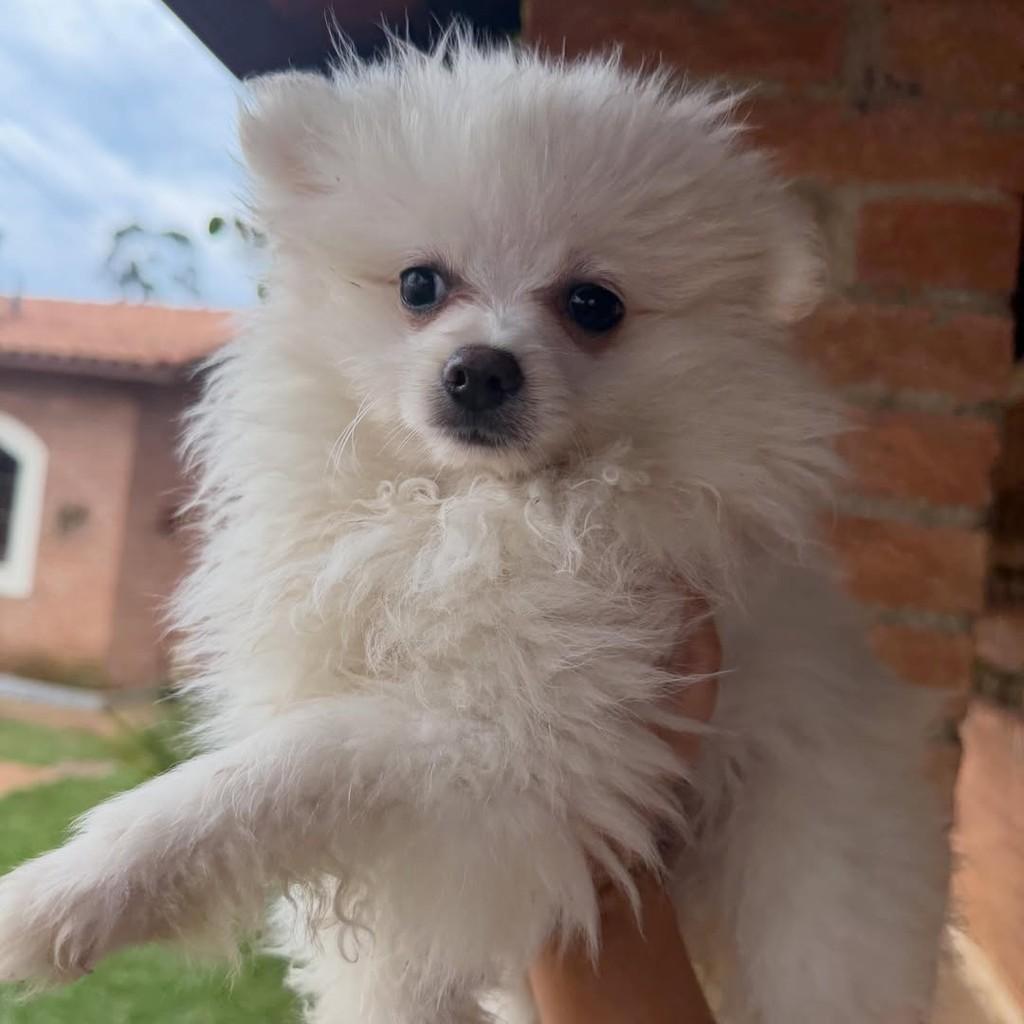 Aroldo, cachorro de porte pequeno para adoção em Vargem Grande Paulista - SP — foto 2 de 4