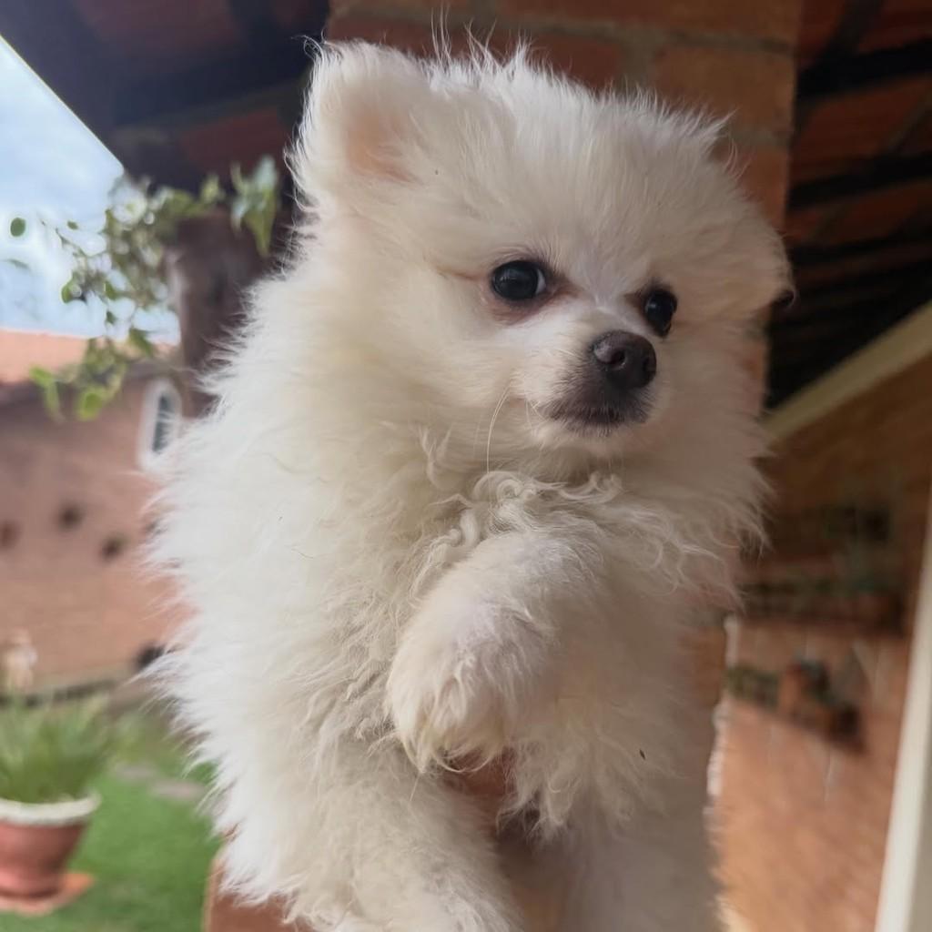 Aroldo, cachorro de porte pequeno para adoção em Vargem Grande Paulista - SP — foto 3 de 4