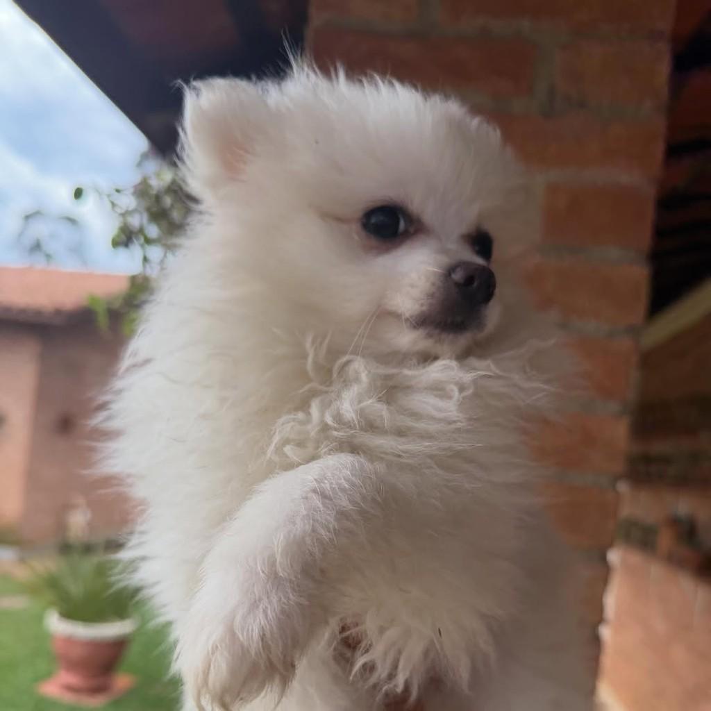Aroldo, cachorro de porte pequeno para adoção em Vargem Grande Paulista - SP — foto 4 de 4