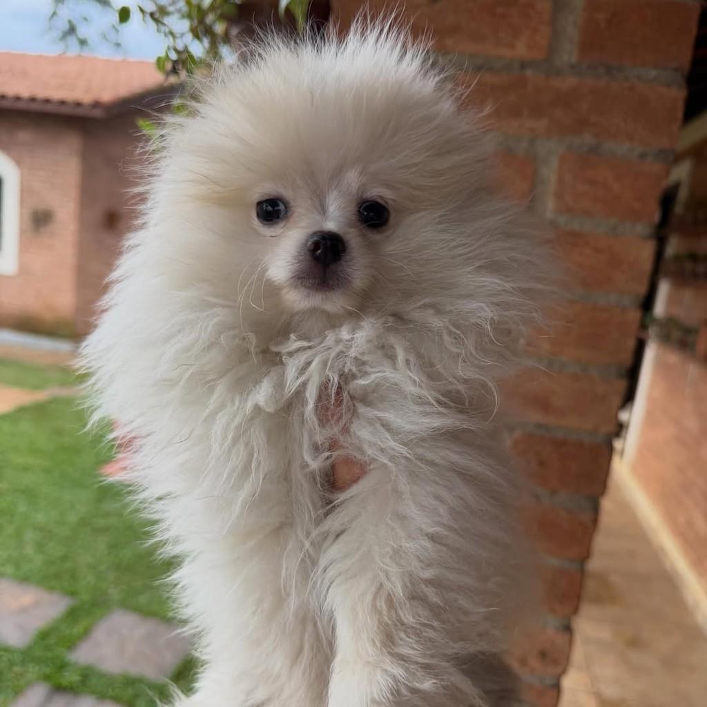 Agenor, cachorro de porte pequeno para adoção em Vargem Grande Paulista - SP — foto 2 de 4