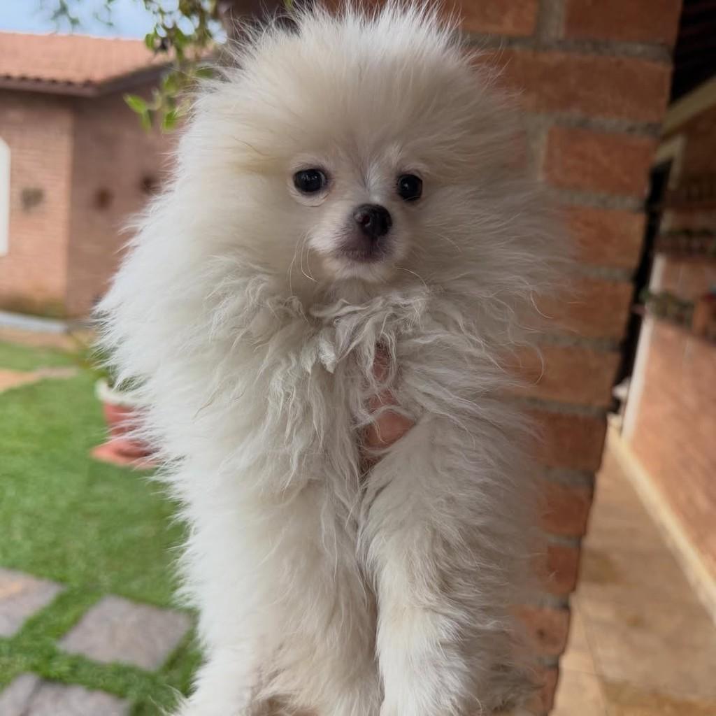 Agenor, cachorro de porte pequeno para adoção em Vargem Grande Paulista - SP — foto 3 de 4